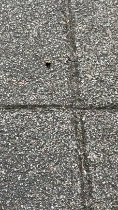 豆知識】二つ星てんとう虫の発見！幸運のサイン？の記事動画