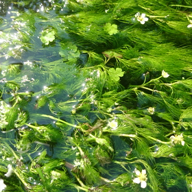 耳をすませば…♪の画像