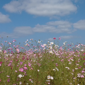 やさしい歌声が…の画像
