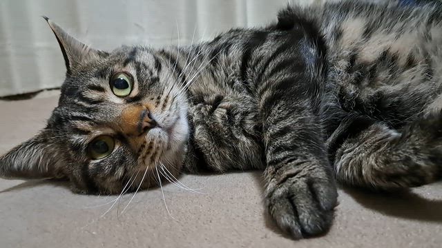 おへやを行ったり来たりのシャロンくんの記事動画