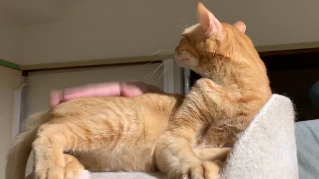 イヴちゃんにお世話係を取られがちなチャオくんのトントン動画。の記事動画