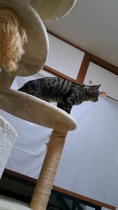 同い年の仲良しさん、くるみちゃんとシャロンくんの記事動画