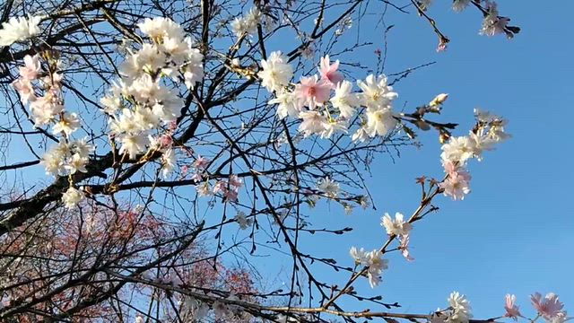 【埼玉】城峯公園②（冬桜2025）の記事動画