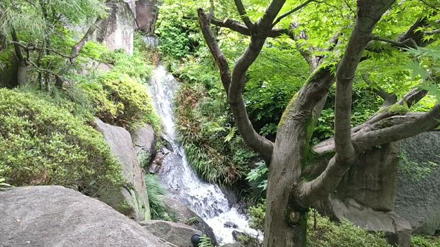 【豊島区】目白庭園（アオサギと新緑2025）の記事動画