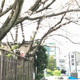 桜の下の画像