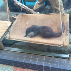 コツメカワウソの画像