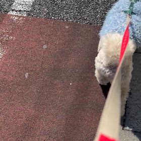 バレエの歩みの画像