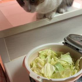 葉っぱが好きの画像