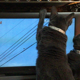 ロシアンブルーは狩猟民族の画像