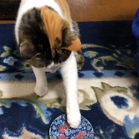 お行儀いいのか、悪いのかの画像