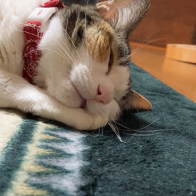 今年も残り僅かですねの画像