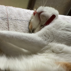 夢の中でふみふみ( ^ω^ )の画像