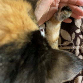 猫に遊んでもらったー^ - ^の画像