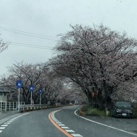 桜のトンネルの画像
