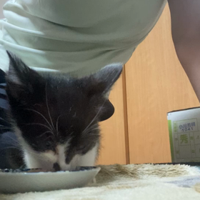 今日のちびねこ　【里親募集中！】の画像