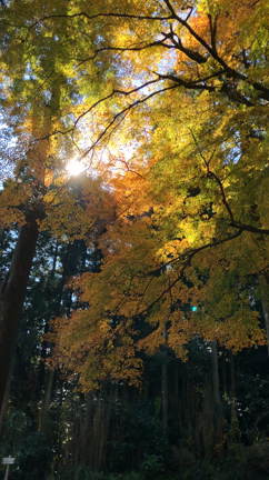 【秋の遠足】紅葉の美しい雷山への記事動画