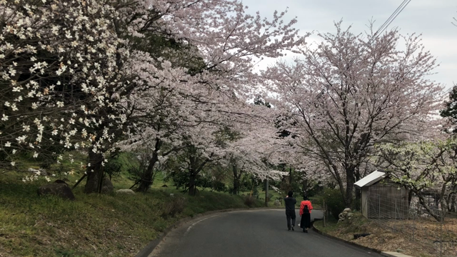 お花見三昧の記事動画