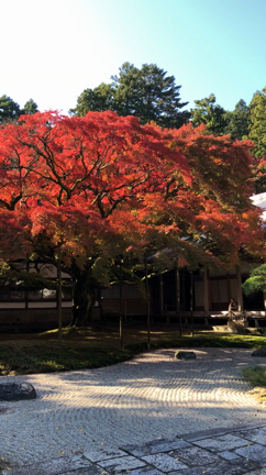 【秋の遠足】紅葉の美しい雷山への記事動画
