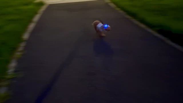 ノミの心臓は継続の記事動画