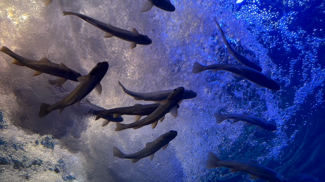 北海道山の水族館への記事動画