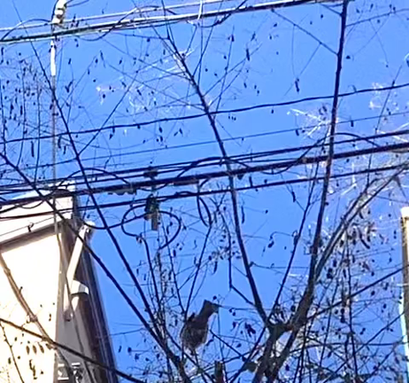 キツツキ♪♪都内でも元気にツンツン☆の記事動画