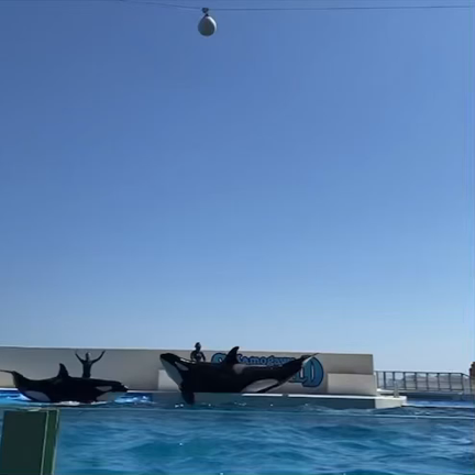 鴨川シーワールド！25分は45分の記事動画