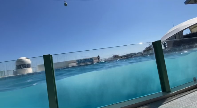 日帰り旅行！！おばさん達から史上最高の誕生日プレゼント！鴨川シーワールドの記事動画