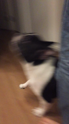 お散歩苦手、看板犬福でございます♪の記事動画