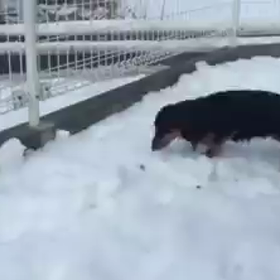 柴犬まるからの質問「好きな「ウィンタースポーツ」何？」の画像