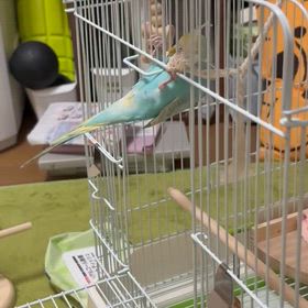 セキセイインコ、やっと治ったの画像