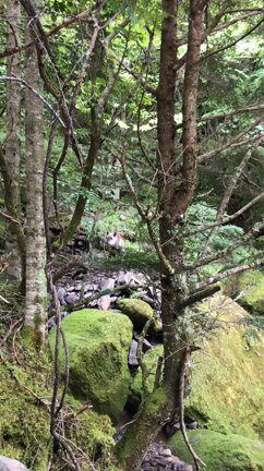 八ヶ岳登山レポ♪根石岳で出会った◯◯◯◯！の記事動画
