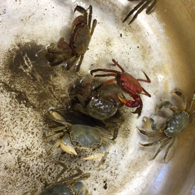 9/19(火)【多国籍的「食べるな危険」】の画像