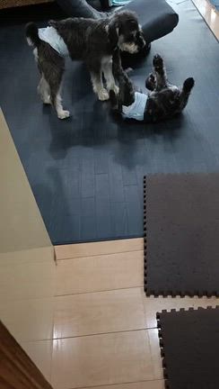お泊まりワンちゃん達の記事動画