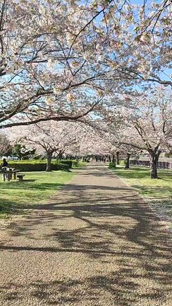 お花見散歩の記事動画