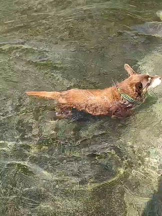 夏の思い出。プールの記事動画