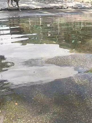 夏の思い出。プールの記事動画
