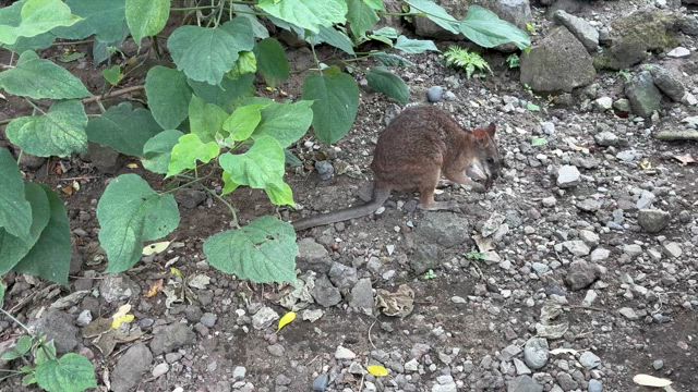 伊豆大島旅行　part3の記事動画
