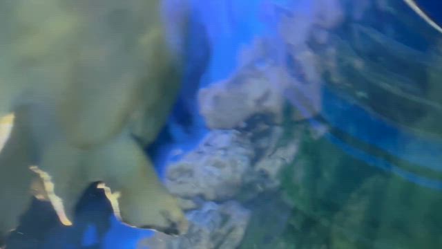 超超久しぶりのしながわ水族館の記事動画