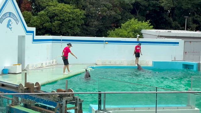 超超久しぶりのしながわ水族館の記事動画