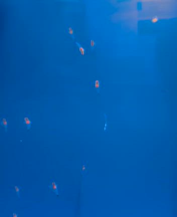 超超久しぶりのしながわ水族館の記事動画