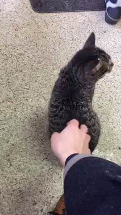 癒しの子猫の記事動画
