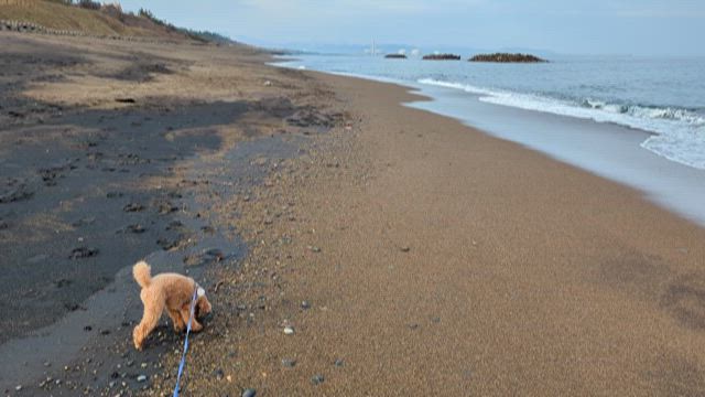 妙高 鮫ヶ尾城跡～鵜の浜温泉わん宿うの浜館の記事動画