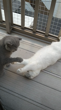 熱中症かな？の記事動画
