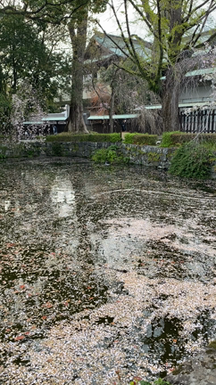 三嶋大社の花筏、そして満開の桜の記事動画