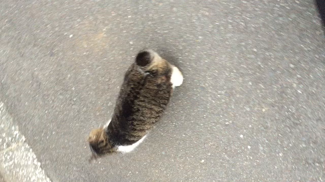 ねこにゃんの記事動画