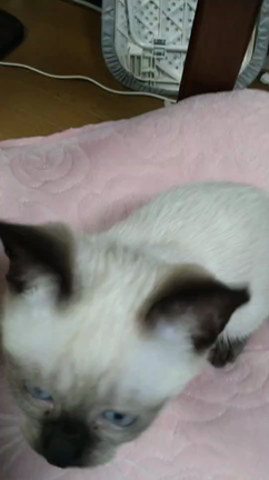 ´ω`)ﾉｵﾊﾖｫ❤朝の猫動画と観察日記の記事動画
