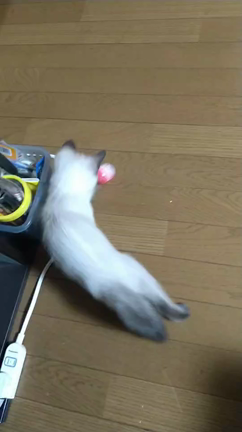 メガネ君と猫サッカーε”ε”ε”(ﾉ* •ω• )ﾉー⚽️の記事動画
