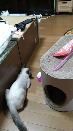 チョコたんハンター発見！よーし、株を狩りに行くぞー✨( ･ㅂ･)و ̑̑の記事動画
