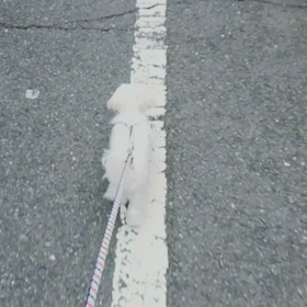 #15【陸のお散歩事情】の画像
