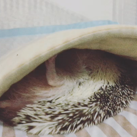 ＊ルーク ブリブリなお尻の画像